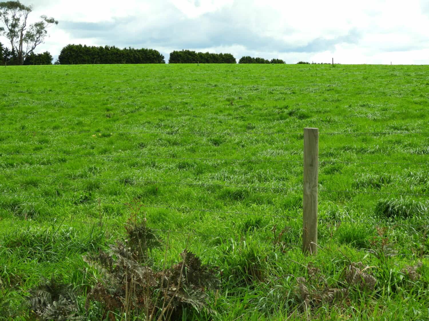 maree-deenan-dairy-farm-pasture-ignition