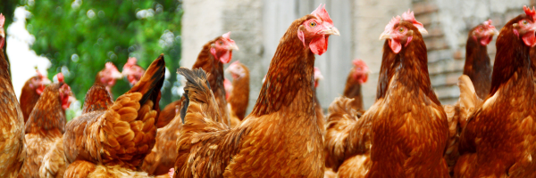 Probiotics-chickens-production