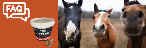 Optigut-for-horses-supplement-FAQ